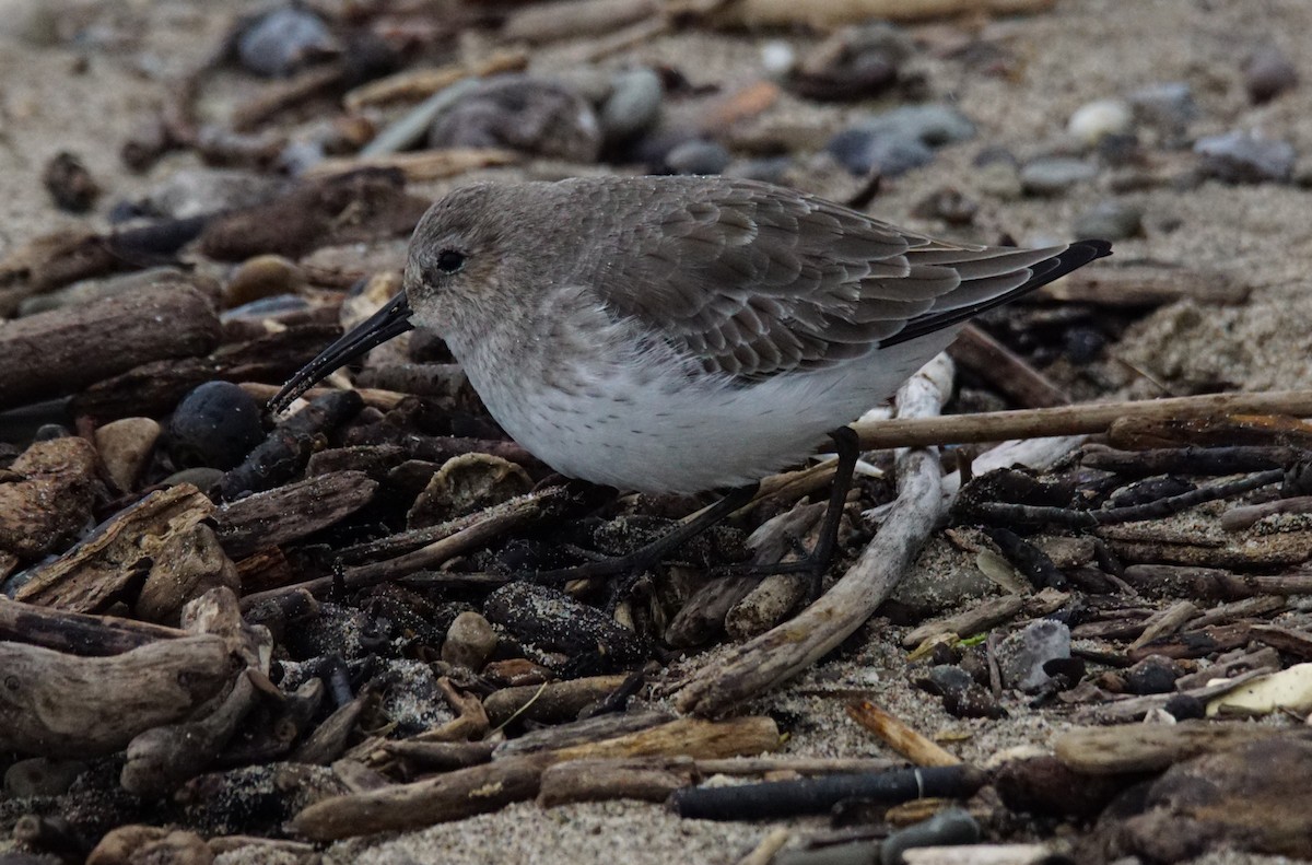 Dunlin - Dennis Mersky