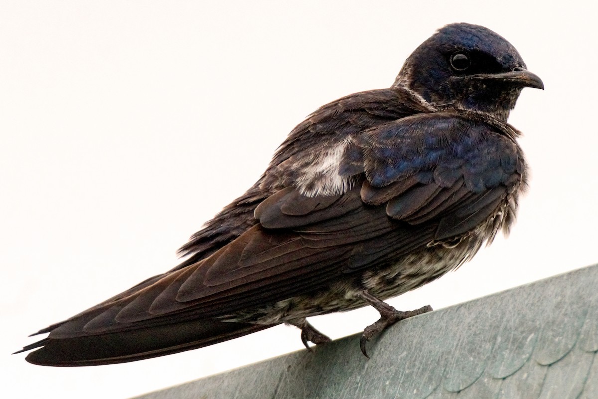 Golondrina Purpúrea - ML371945491