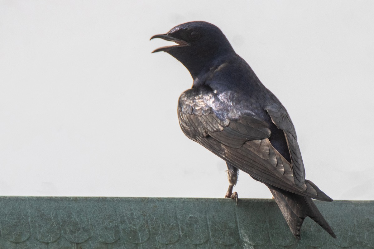 Purple Martin - ML371945531