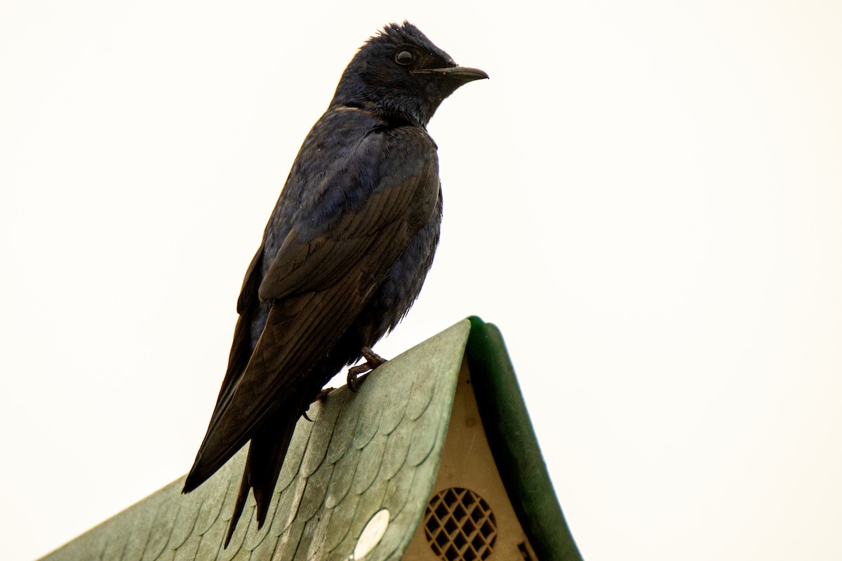 Purple Martin - ML371945591