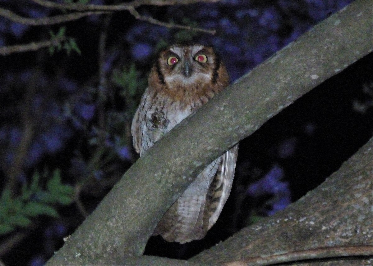 Tropical Screech-Owl - ML371945711