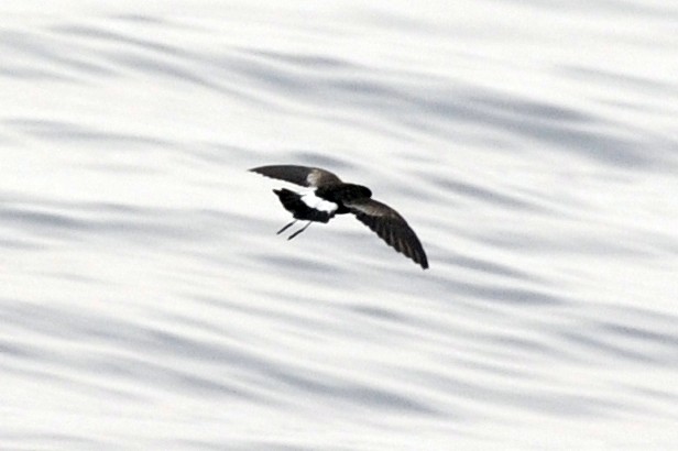 Wilson's Storm-Petrel - ML371947171