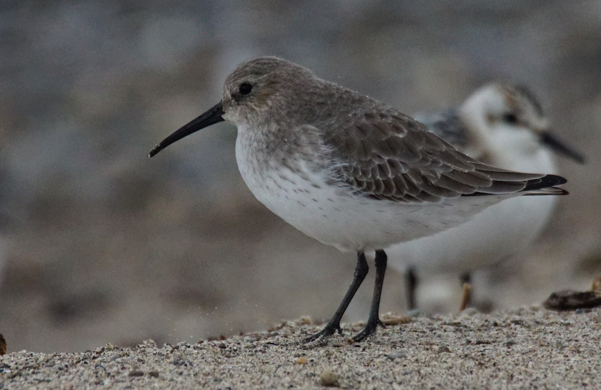 Dunlin - Dennis Mersky