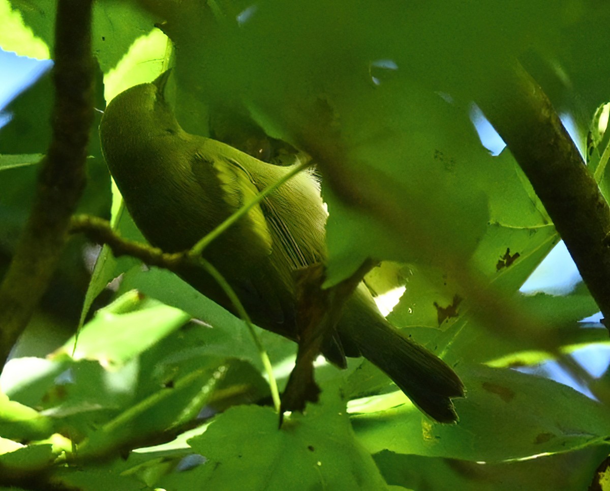 Golden-winged Warbler - ML371948021