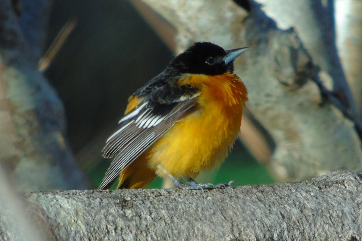 Baltimore Oriole - ML37194831