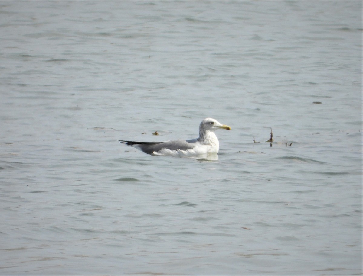 California Gull - Lori Shuler