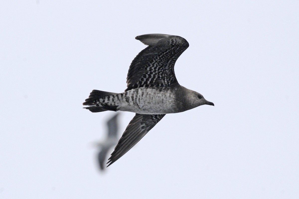 Long-tailed Jaeger - ML371948851