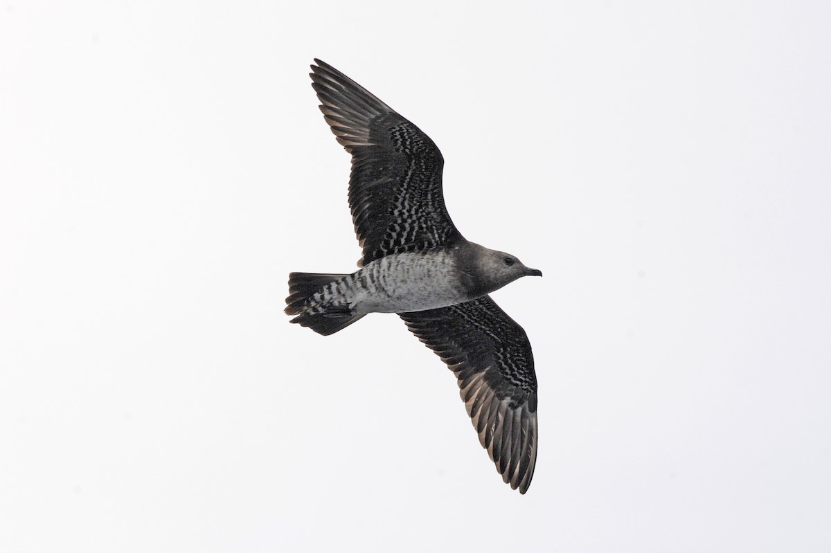 Long-tailed Jaeger - ML371948871