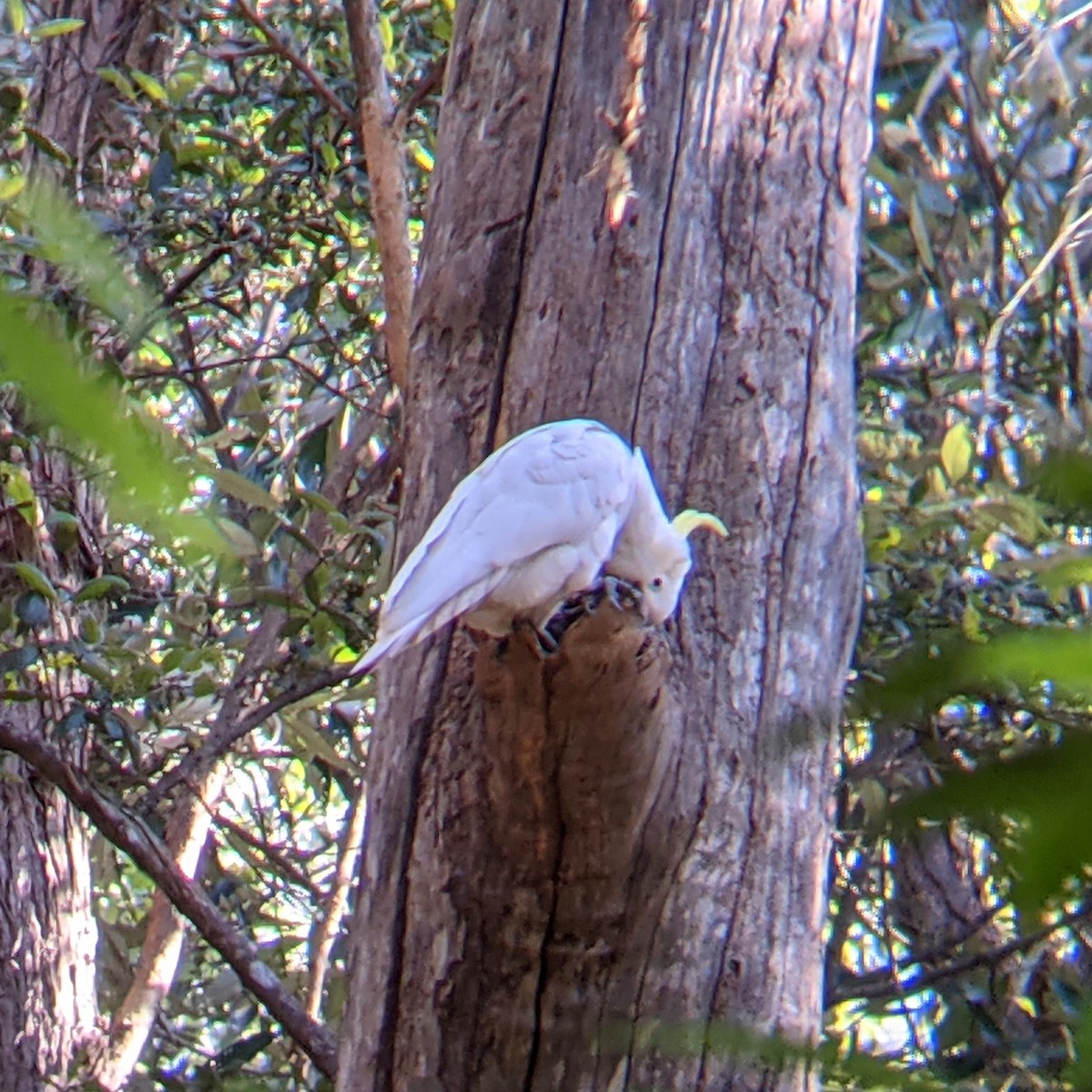 Sulphur-crested Cockatoo - ML371949721