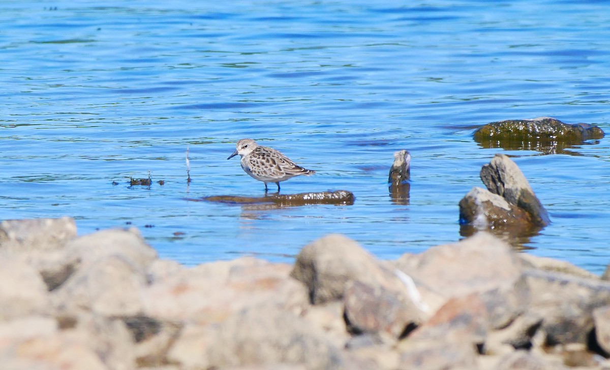 Semipalmated Sandpiper - ML371949761