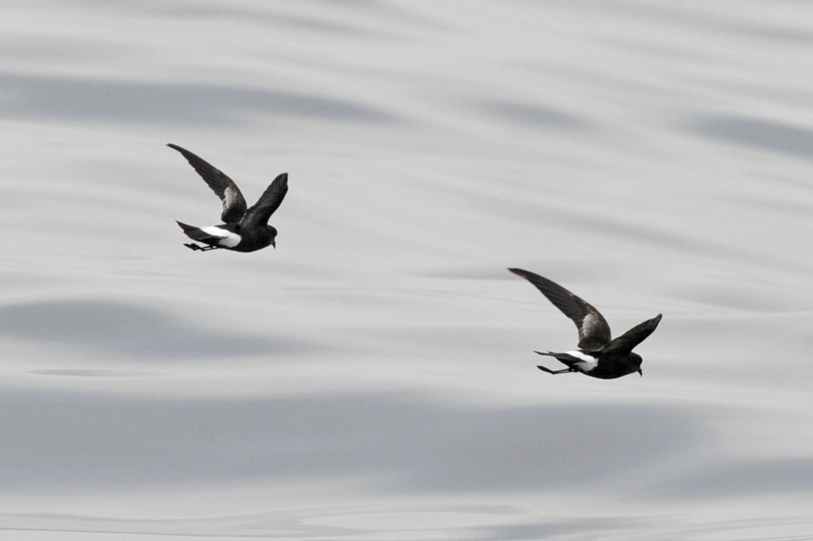 Wilson's Storm-Petrel - ML371949861