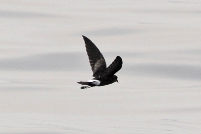 Wilson's Storm-Petrel - ML371950431