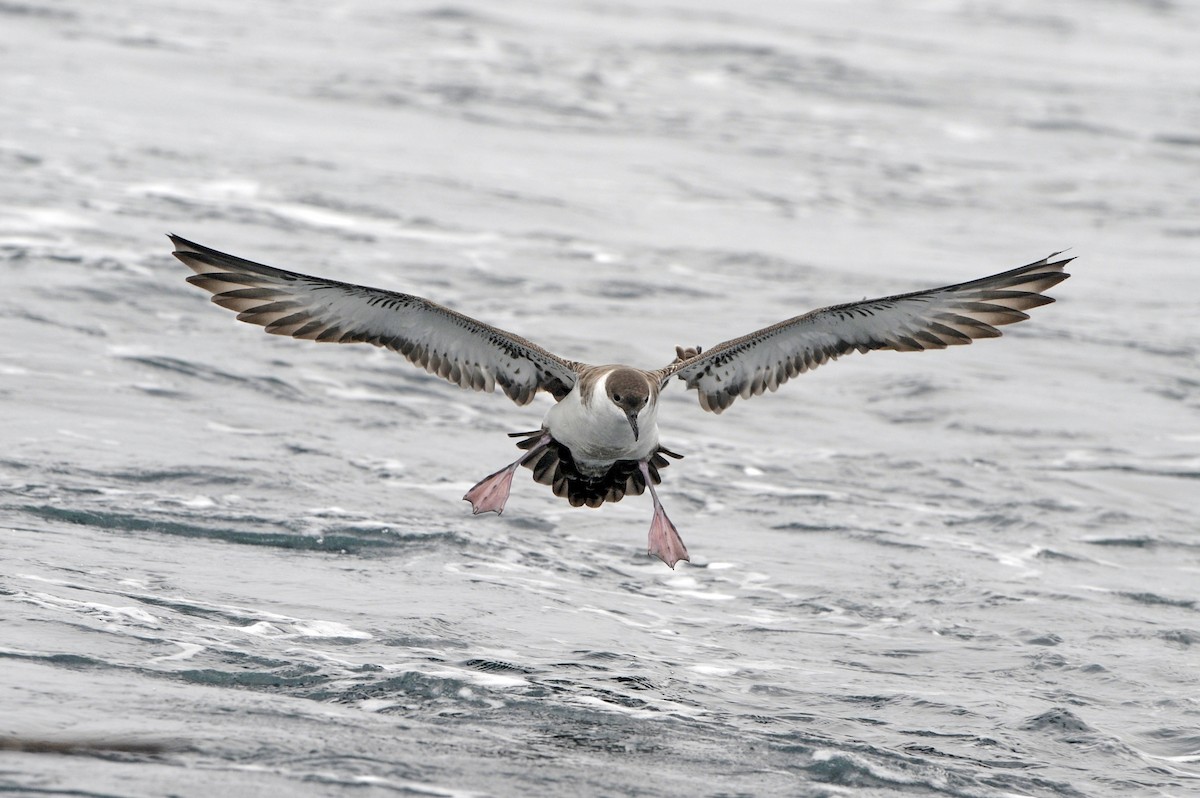 Great Shearwater - ML371951341