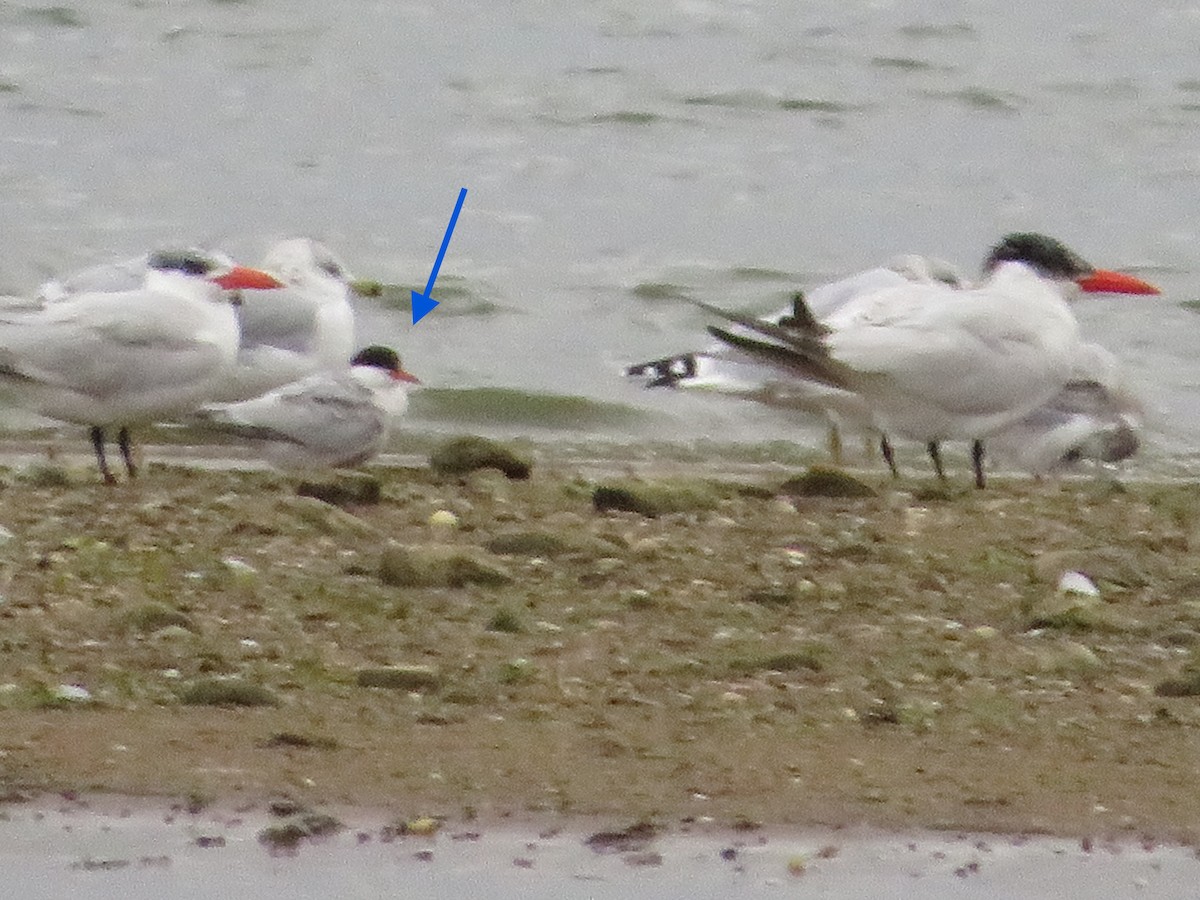 Common Tern - ML371951451