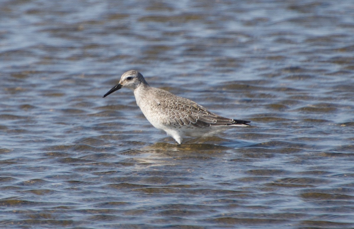 Red Knot - ned bohman