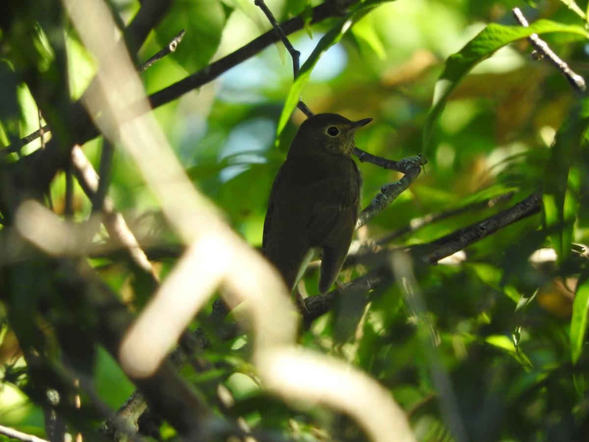 Swainson's Thrush - ML371954821