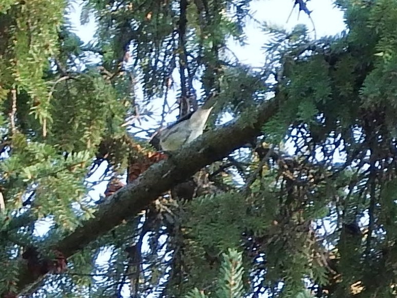 Black-throated Gray Warbler - ML371956941