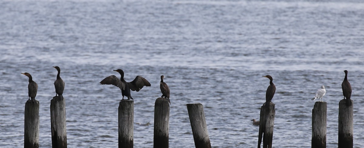 Double-crested Cormorant - ML371959531