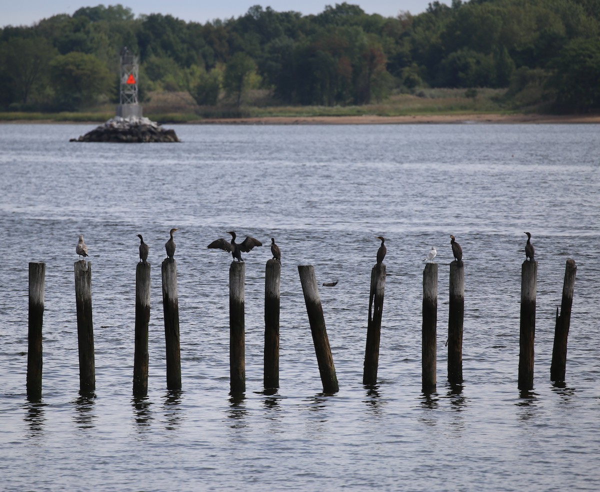 Double-crested Cormorant - ML371959611