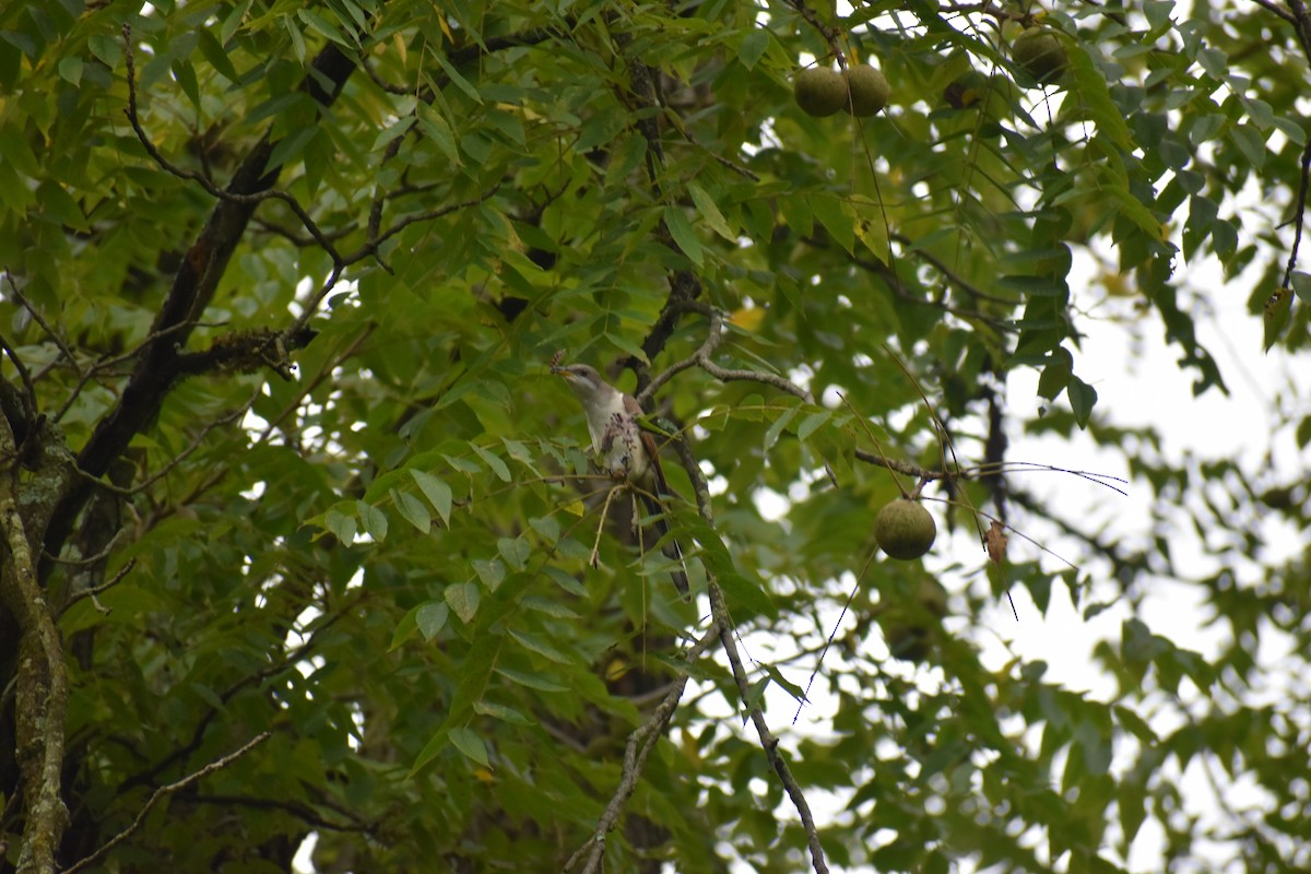 Yellow-billed Cuckoo - ML371961021