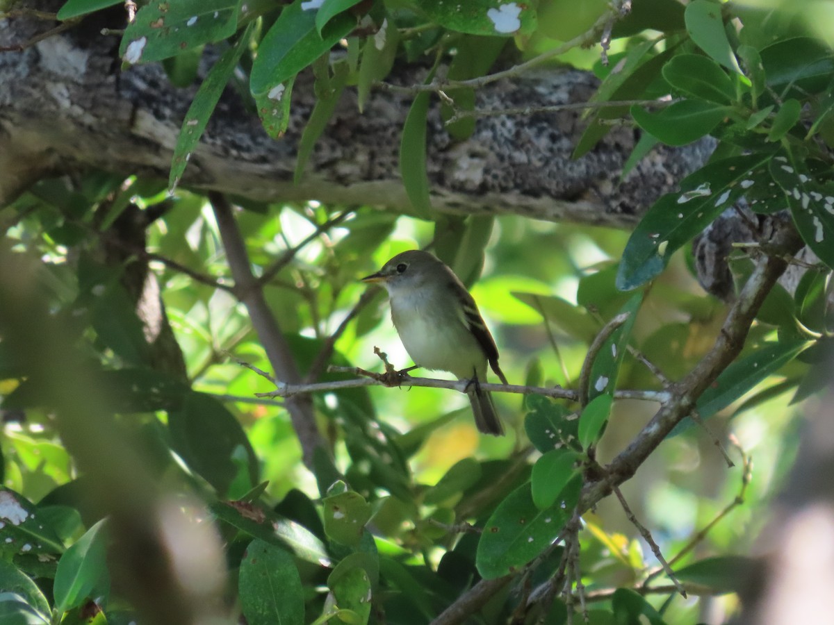 Alder Flycatcher - ML371963711