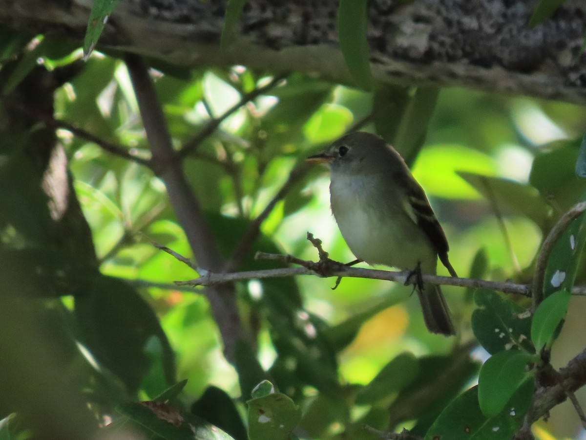 Alder Flycatcher - ML371963741