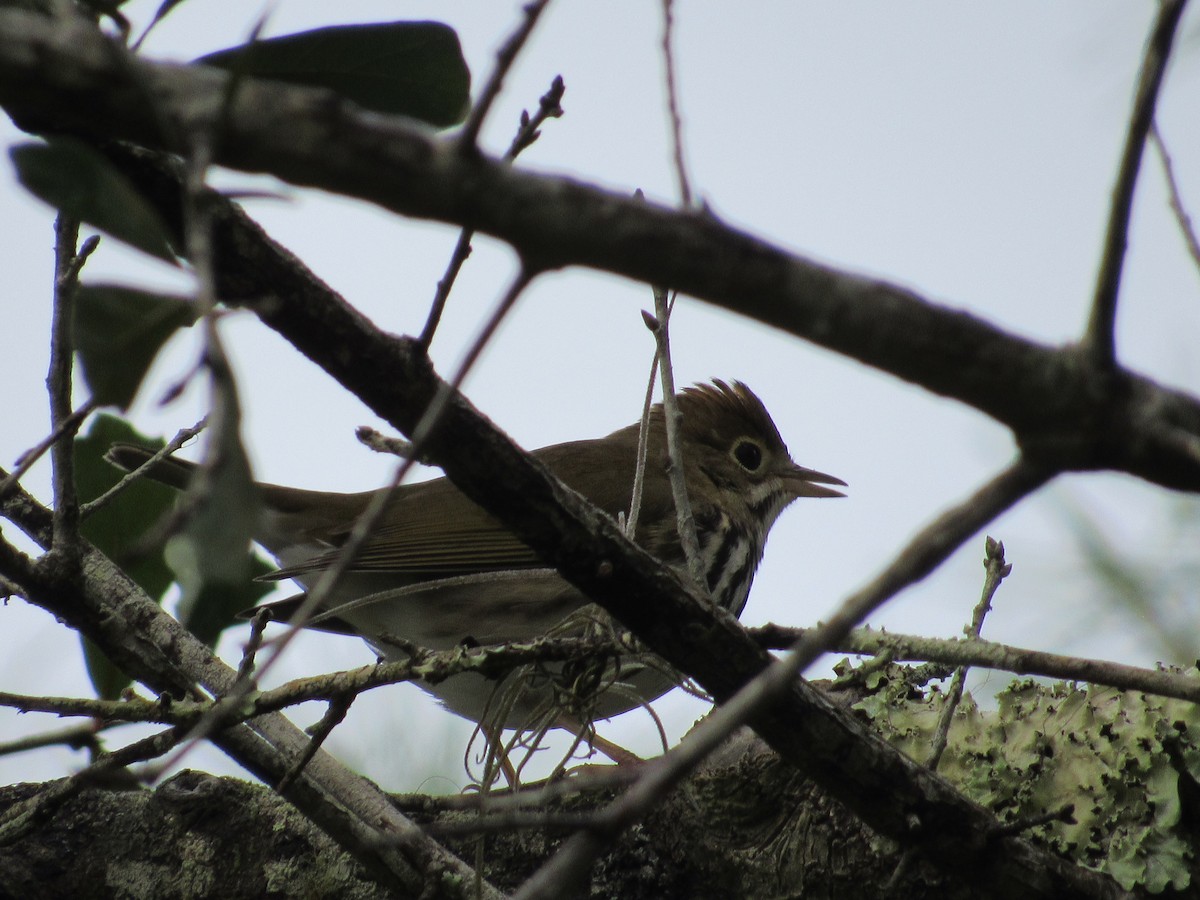 Ovenbird - ML37196381