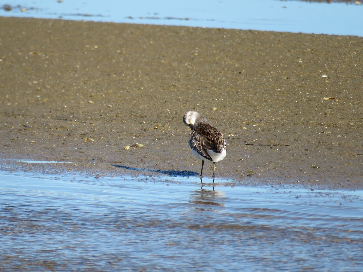 Western Sandpiper - ML371970491