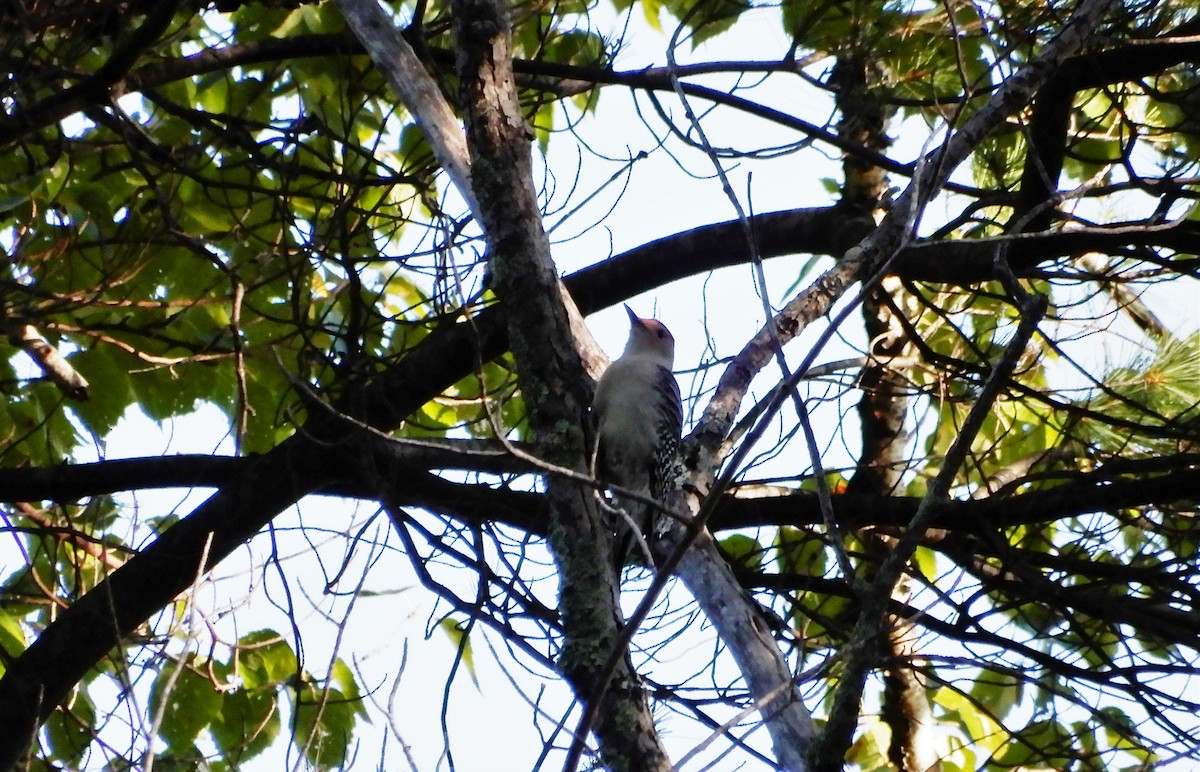 Red-bellied Woodpecker - ML371972061