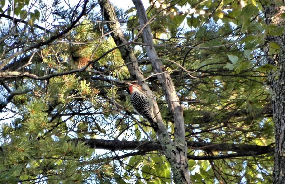 Red-bellied Woodpecker - ML371972071