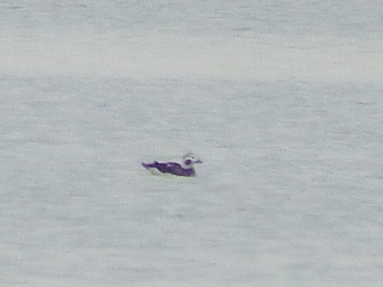 Long-tailed Duck - ML371973551