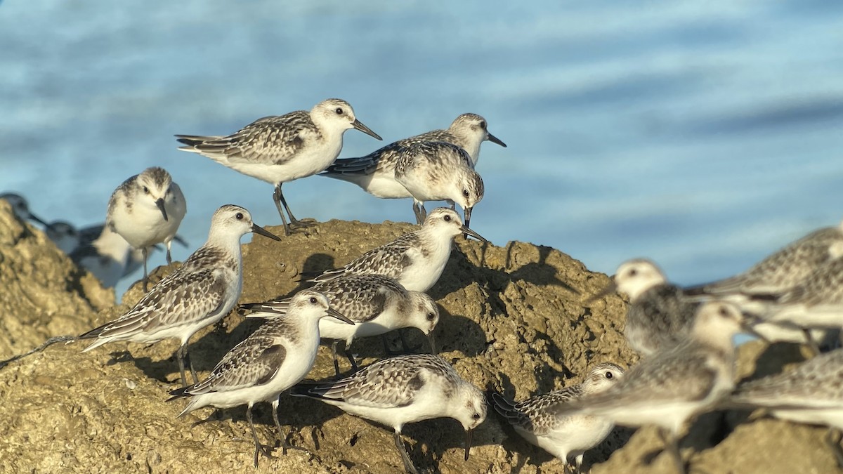 Sanderling - ML371973991