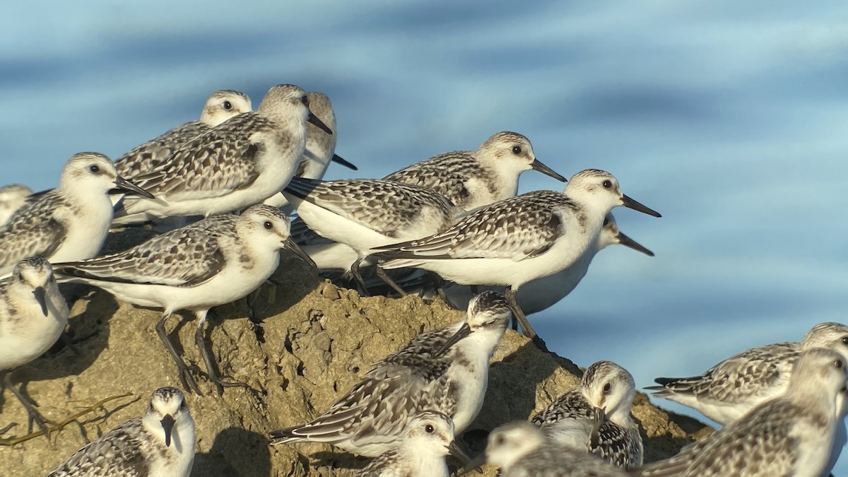 Гурвалж элсэг - ML371974001