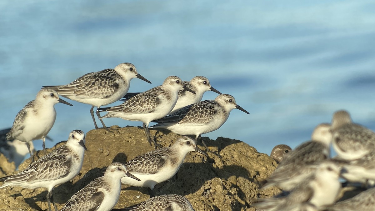 Гурвалж элсэг - ML371974011