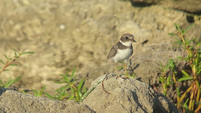 Semipalmated Plover - ML371974171