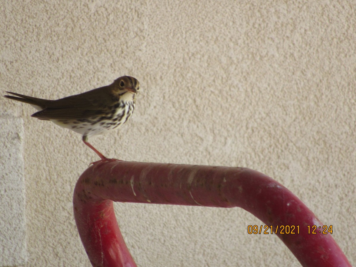 Ovenbird - ML371975171