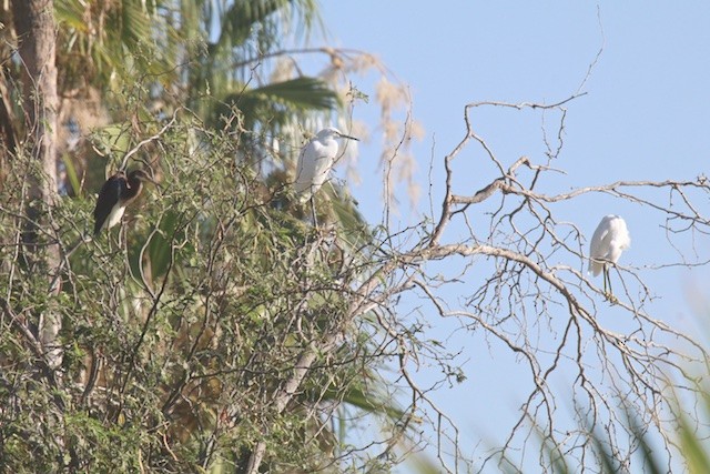 Tricolored Heron - ML371975501