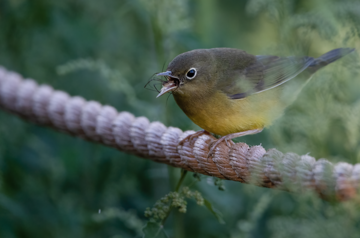 Connecticut Warbler - ML371976521