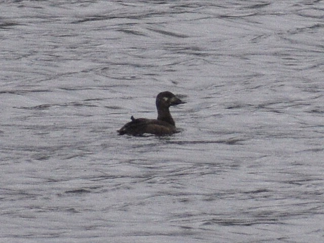 White-winged Scoter - ML371976681