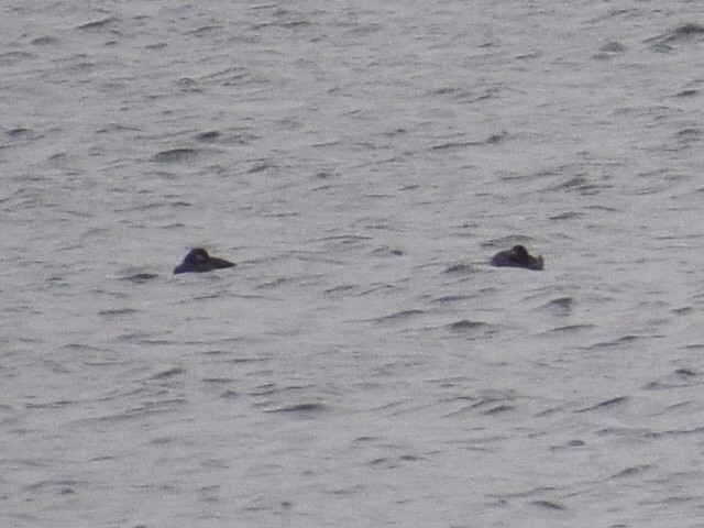 White-winged Scoter - ML371976771