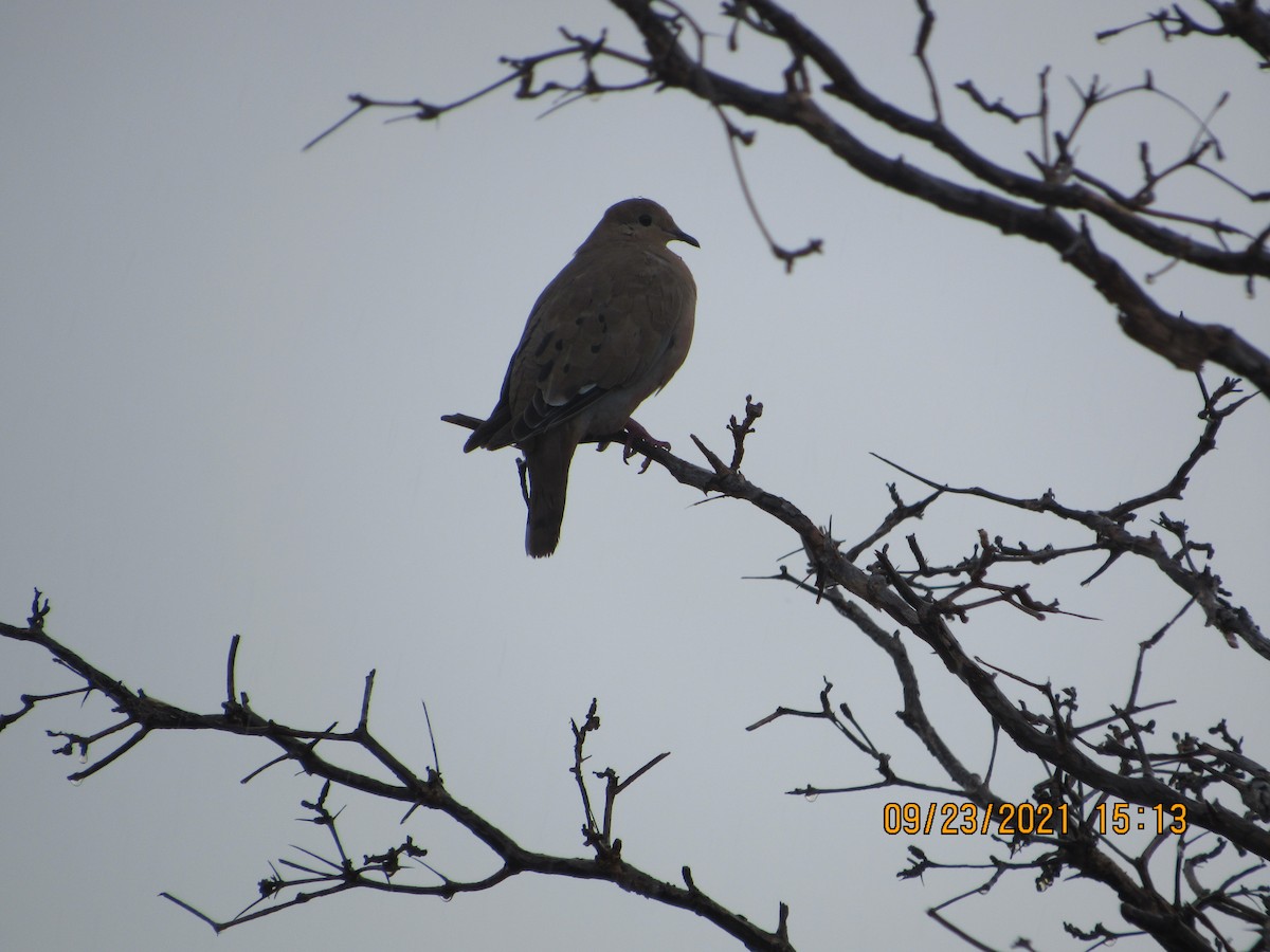 Zenaida Dove - ML371978301