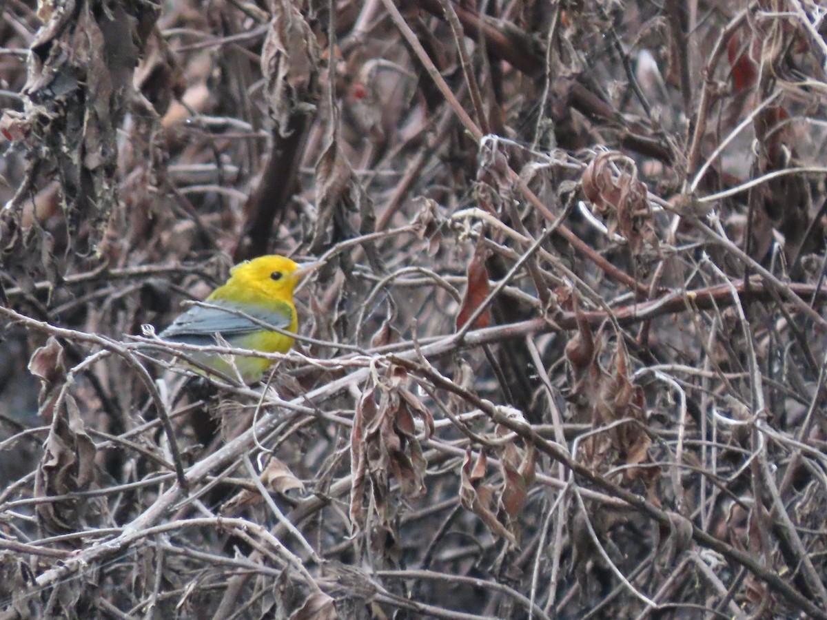 Prothonotary Warbler - ML371978341