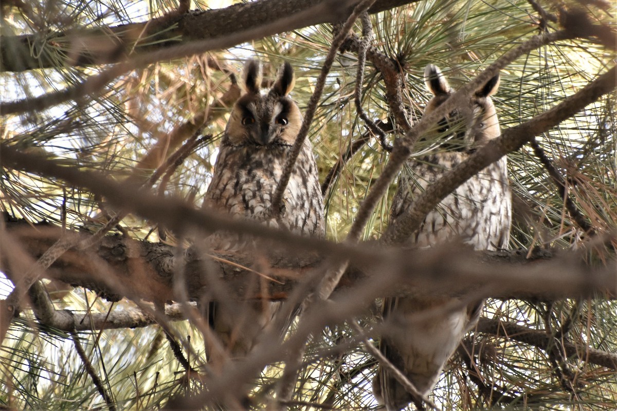 Long-eared Owl - ML371978641