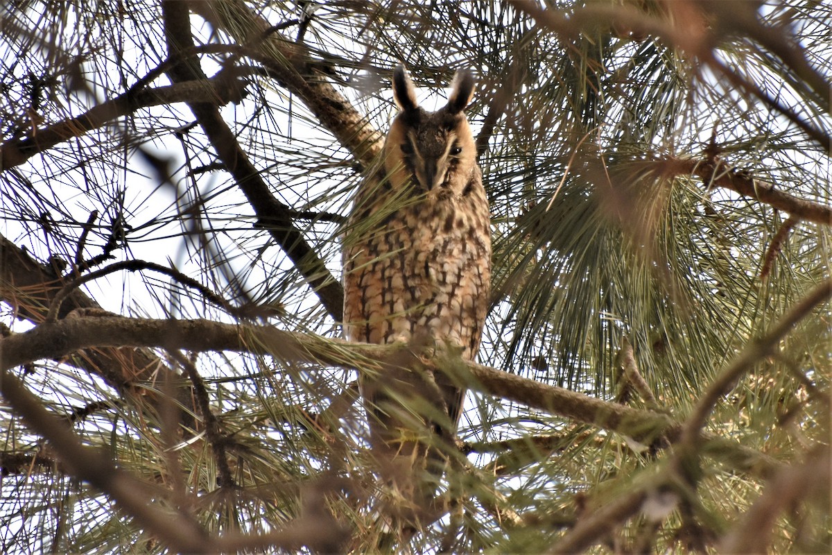 Long-eared Owl - ML371978671