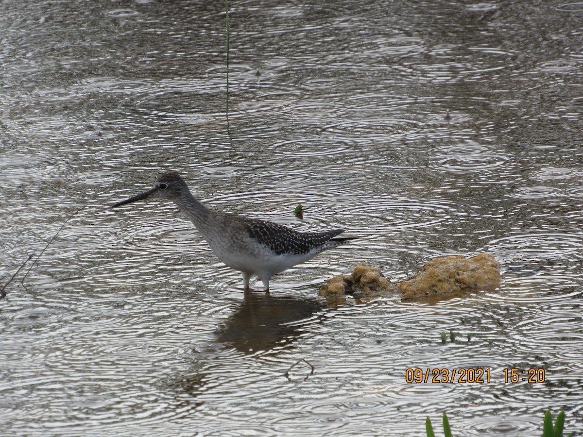 Greater Yellowlegs - Vivian F. Moultrie