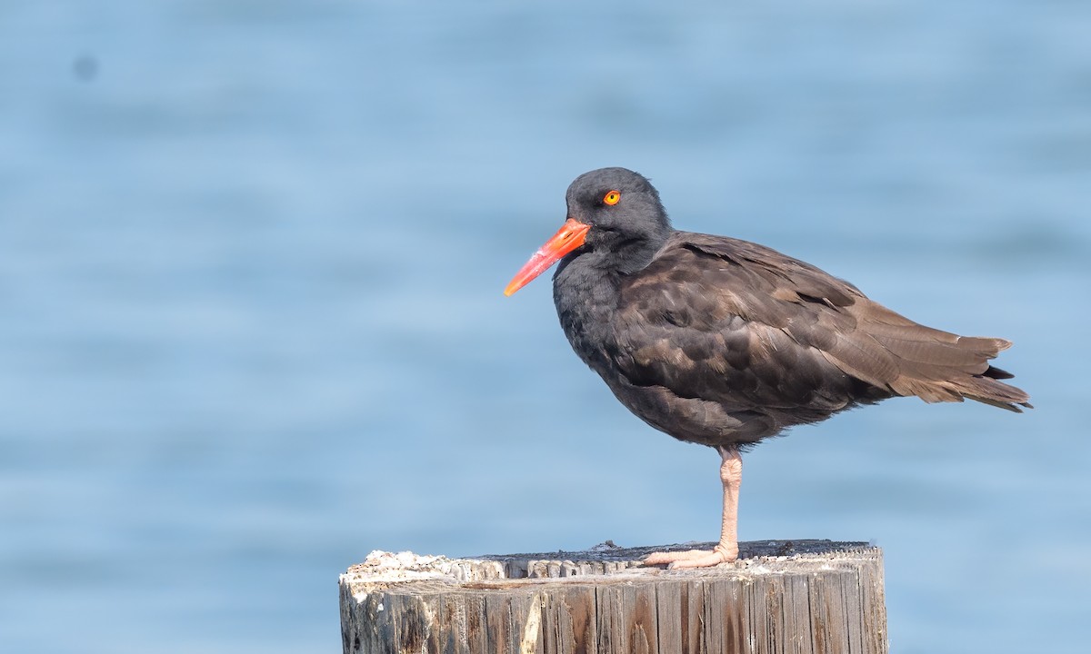 Black Oystercatcher - ML371980981