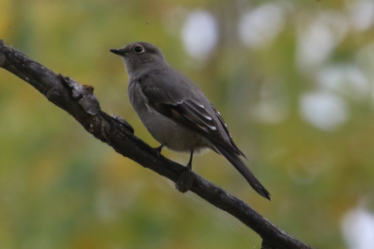 Townsend's Solitaire - Curtis Dowhaniuk