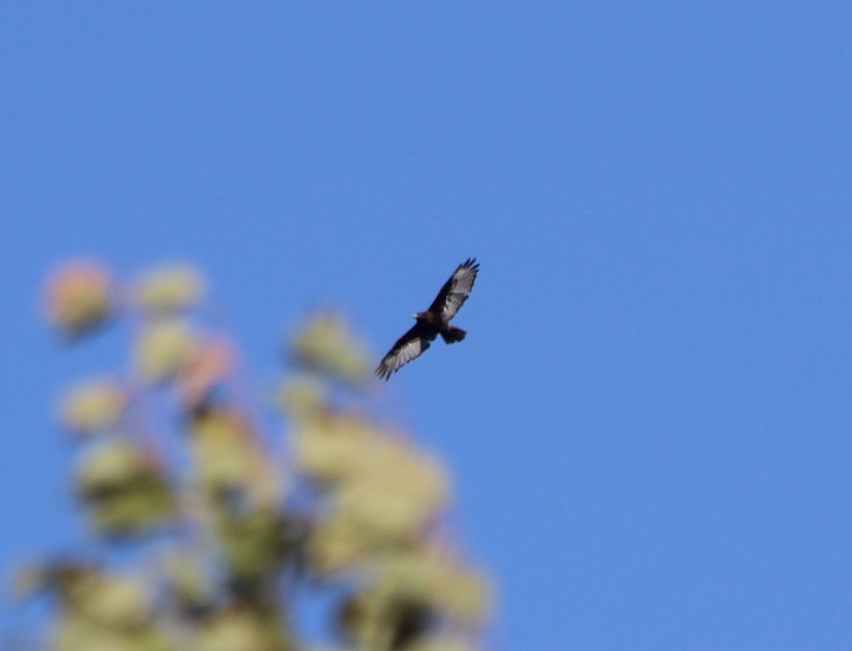 Red-tailed Hawk (calurus/abieticola) - Sam Manning