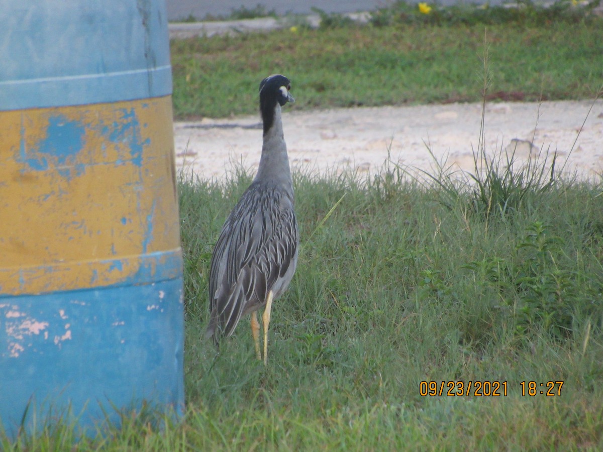 Yellow-crowned Night Heron - ML371985331