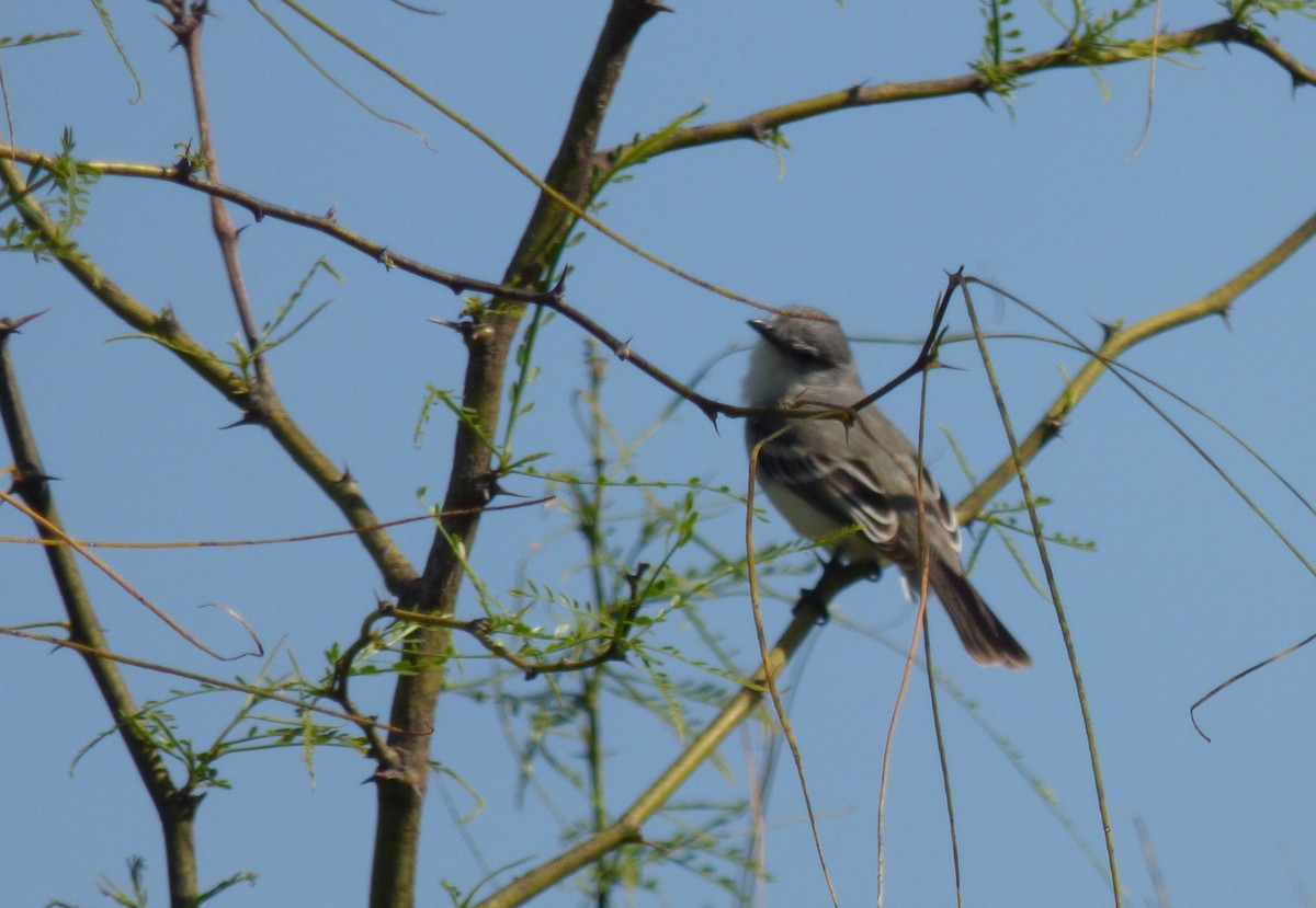 Suiriri Flycatcher - ML371986831